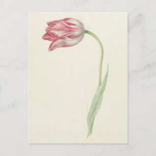 Vintage niederländische Fine Art: Rosa und weiße T Postkarte
