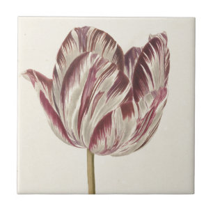 Vintage niederländische Kunst: Weiße und rote Tulp Fliese