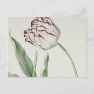 Vintage niederländische Kunst: White and Red Tulip Postkarte