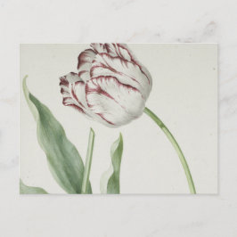 Vintage niederländische Kunst: White and Red Tulip Postkarte
