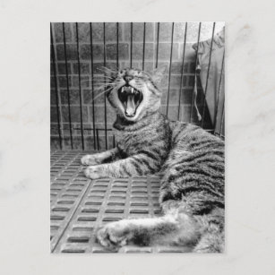 Vintage Niedliche Gähnen Katze Kitty Postkarte