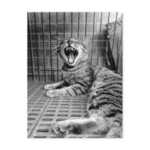 Vintage Niedliche Gähnen Katze Kitty