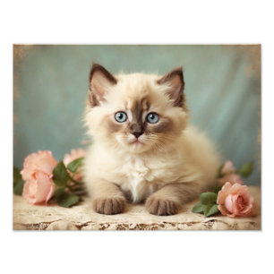 Vintage Niedliche Ragdoll Kitten Portrait Blume Sw Fotodruck