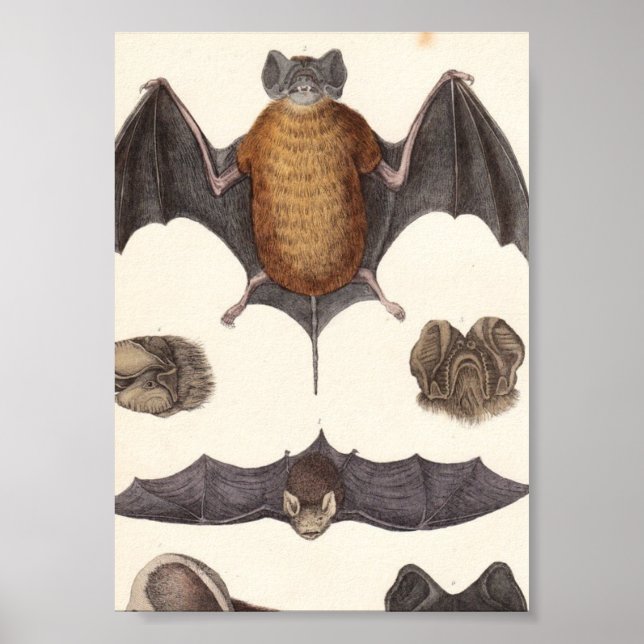 Vintage Nocturni-Bat-Probe Canvas Print Poster (Vorne)