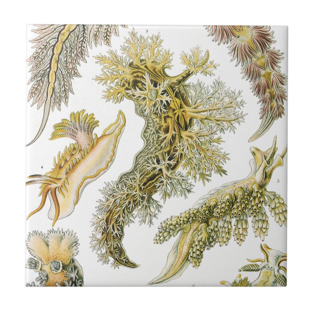 Vintage Nudibranchia, Sea Slugs von Ernst Haeckel Fliese (Vorderseite)