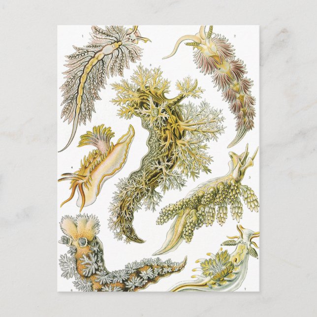 Vintage Nudibranchia, Sea Slugs von Ernst Haeckel Postkarte (Vorderseite)