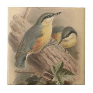 Vintage NuthatchIllustration Fliese