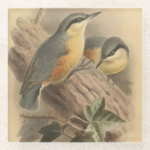 Vintage NuthatchIllustration Glasuntersetzer