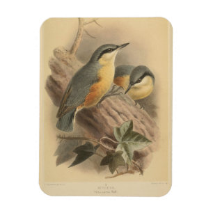 Vintage NuthatchIllustration Magnet