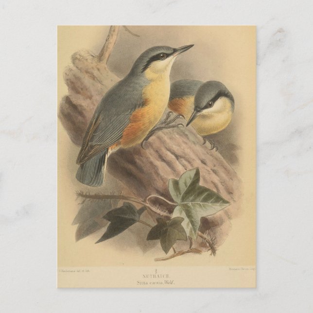 Vintage NuthatchIllustration Postkarte (Vorderseite)