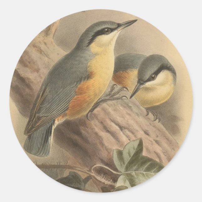 Vintage NuthatchIllustration Runder Aufkleber (Vorderseite)