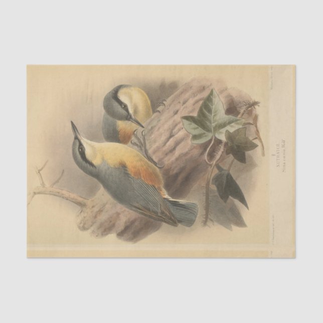 Vintage NuthatchIllustration Seidenpapier (Vorderseite)