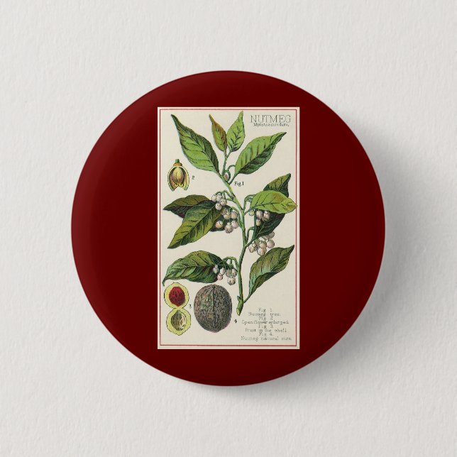 Vintage Nutmeg Pflanze Fruchtsaat, Gewürze für Leb Button (Vorderseite)
