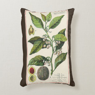 Vintage Nutmeg Pflanze Fruchtsaat, Gewürze für Leb Dekokissen