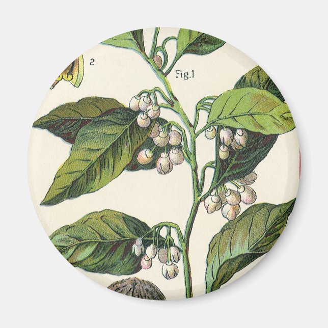 Vintage Nutmeg Pflanze Fruchtsaat, Gewürze für Leb Magnet (Vorne)