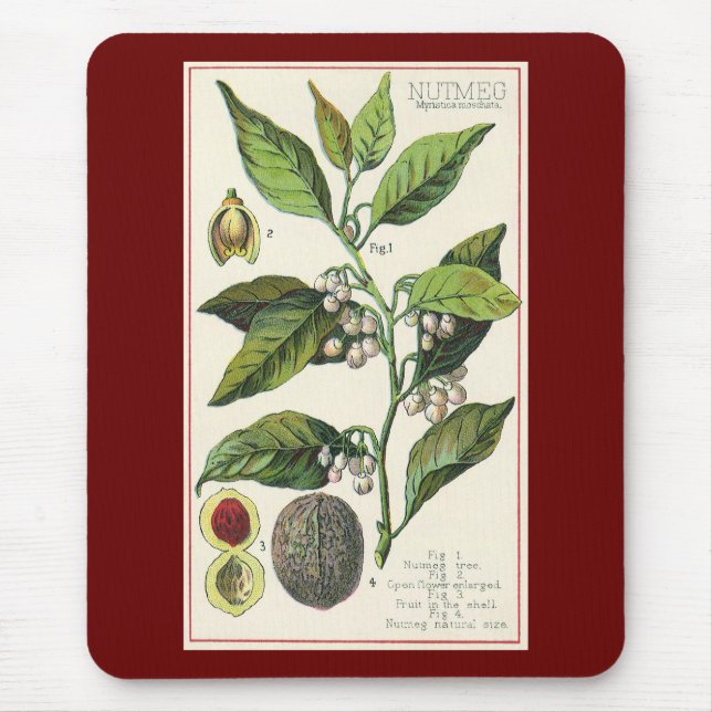 Vintage Nutmeg Pflanze Fruchtsaat, Gewürze für Leb Mousepad (Vorne)