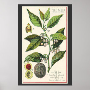 Vintage Nutmeg Pflanze Fruchtsaat, Gewürze für Leb Poster