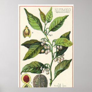 Vintage Nutmeg Pflanze Fruchtsaat, Gewürze für Leb Poster