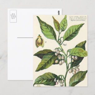 Vintage Nutmeg Pflanze Fruchtsaat, Gewürze für Leb Postkarte