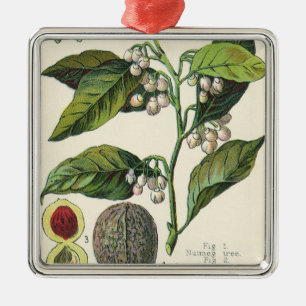 Vintage Nutmeg Pflanze Fruchtsaat, Gewürze für Leb Silbernes Ornament