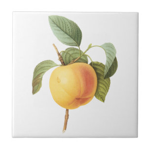Vintage Obst Nahrung, Calville Apfel von Redoute Fliese