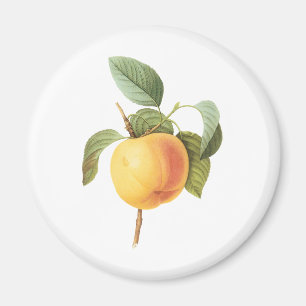 Vintage Obst Nahrung, Calville Apfel von Redoute Magnet