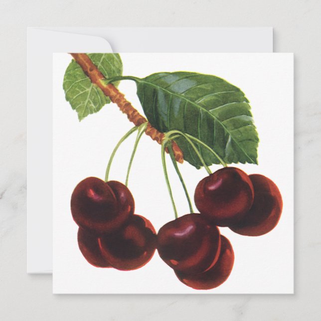 Vintage Obstbäume, reife Kirschen aus einem Baum (Vorderseite)