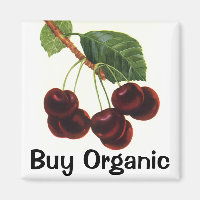 Vintage Obstbäume, reife Kirschen aus einem Baum