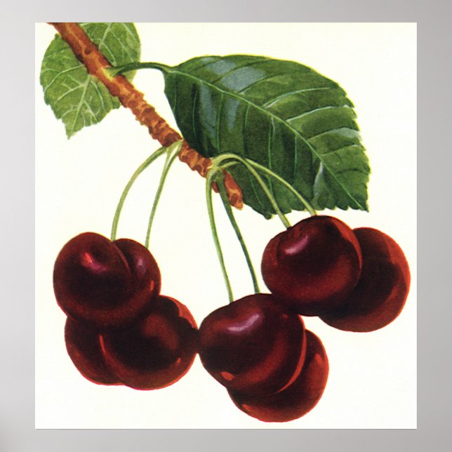 Vintage Obstbäume, reife Kirschen aus einem Baum Poster (Vorne)