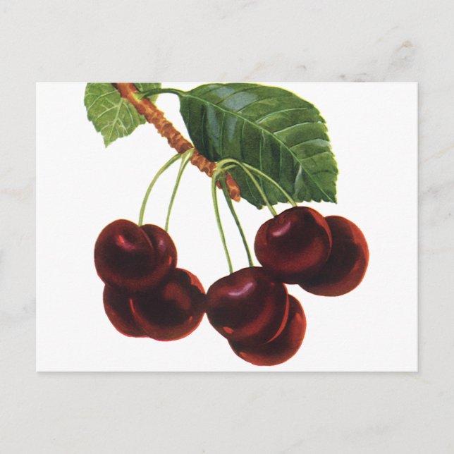Vintage Obstbäume, reife Kirschen aus einem Baum Postkarte (Vorderseite)