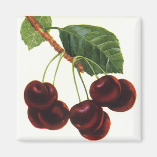 Vintage Obstprodukte, reife Kirschen von einem Bau Magnet