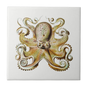 Vintage Octopus-Illustration von Ernst Haeckel  Fliese