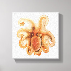 Vintage Octopus Salutii, Meerwassertiere Leinwanddruck