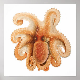 Vintage Octopus Salutii, Meerwassertiere Poster