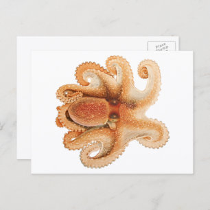 Vintage Octopus Salutii, Meerwassertiere Postkarte