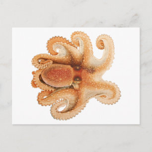 Vintage Octopus Salutii, Meerwassertiere Postkarte