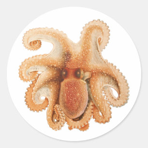 Vintage Octopus Salutii, Meerwassertiere Runder Aufkleber