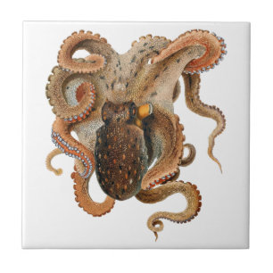 Vintage Octopus Vulgaris, Meerestiere Fliese