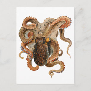 Vintage Octopus Vulgaris, Meerestiere Postkarte