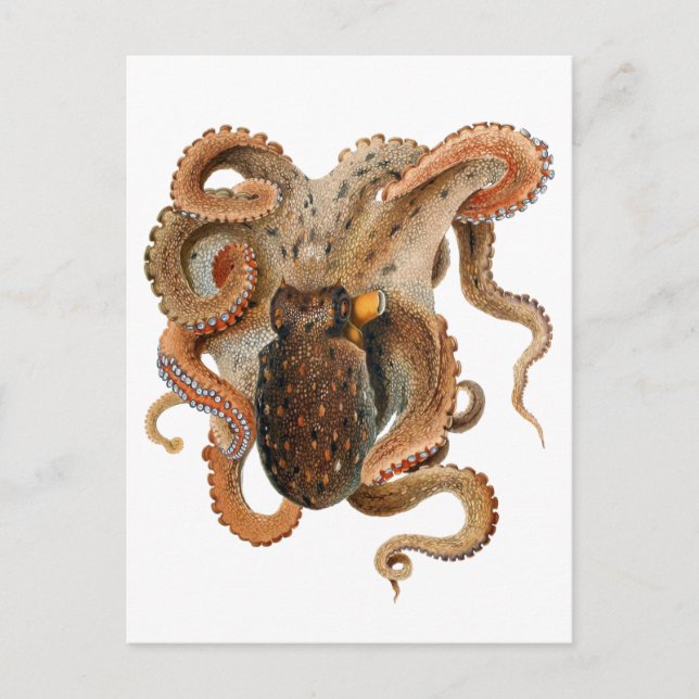 Vintage Octopus Vulgaris, Meerestiere Postkarte (Vorderseite)