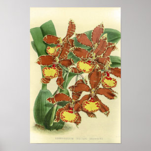 Vintage Odontoglossum Orchideenblüte Poster