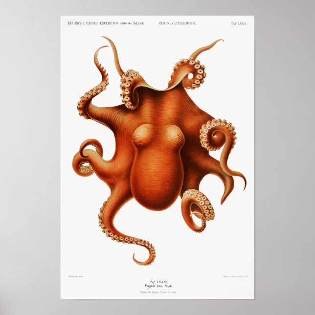 Vintage Oktopus-Abbildung Poster (Vorne)