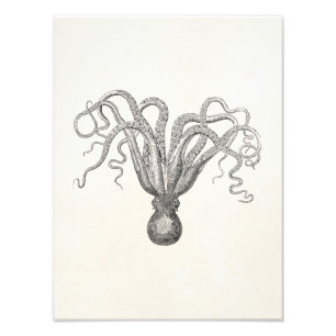 Vintage Oktopus Poulpe Achtarmiger Tintenfisch Fotodruck