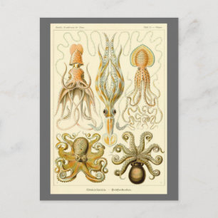 Vintage-Oktopus-Tintenfisch Gamochonia von Ernst H Postkarte