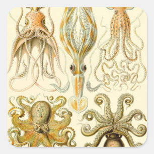 Vintage-Oktopus-Tintenfisch Gamochonia von Ernst H Quadratischer Aufkleber