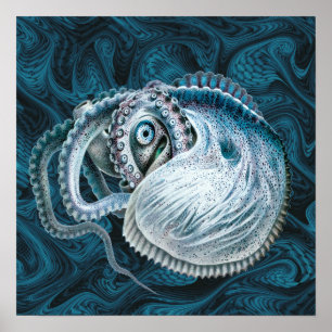 Vintage Oktopus Tintenfisch Nautilus Argonaut Poster