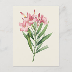 Vintage Oleander-Botanische Illustration Postkarte