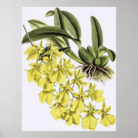Vintage ONCIDIUM CONCOLOR Orchid-Blume