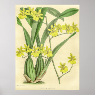 Vintage-Oncidium-Sessile-Orchideenblüte Poster