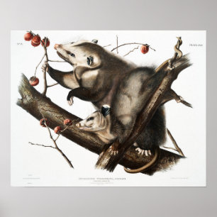 Vintage Opossum-Illustration Poster